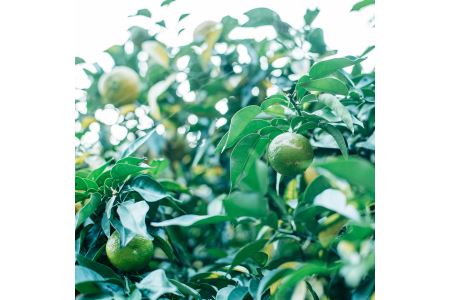 奈良下北山村 じゃばら生搾り 300mlx1本 じゃばら果汁100％ 柑橘 奈良下北山村育ちのジャバラ 