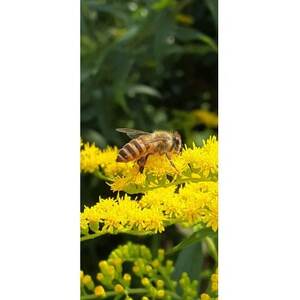 川上村特産品詰め合わせセット【1476016】