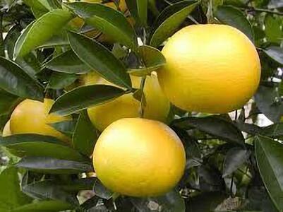 【訳あり】 和歌山産 八朔 5kg 【ご自宅用・サイズ不揃い・キズ等あり】