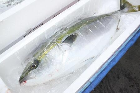 和食やTakasui ぶりかま煮付け