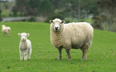 【ベージュ】ウール毛布 （毛羽部分） シングル 140x200cm WOOL-1 BE