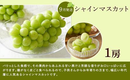 【全3回】和歌山厳選フルーツ定期便( いちご 桃 シャインマスカット )【MG16】