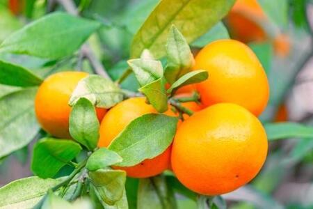 有田みかん 特秀品小玉S～M 約5kg 高糖度 ［2025年10月から12月下旬頃順次発送］