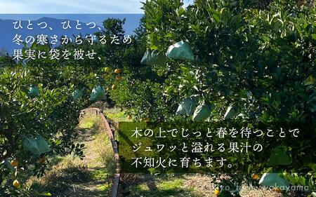 不知火 希少な樹上完熟！ 秀品大玉 6個入 (約2kg)　【2026年2月下旬頃～4月中旬頃まで発送】【KT2】