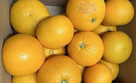 ［希少品］和歌山県産紅八朔約5kg（サイズ混合）★2026年１月下旬頃より順次発送［先行予約］［TM88］