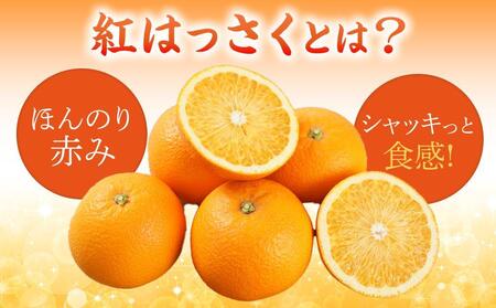 先行予約！希少な紅はっさく 12～18個入り（L～2Lサイズ）［2026年1月中旬頃から発送］［KG9］