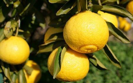 ［さわやか柑橘］和歌山県産はるかみかん約4.5kg（サイズ混合　ご家庭用）★2026年2月下旬頃より順次発送［TM161］