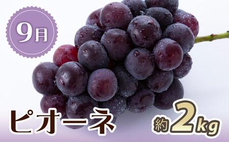 【2・7・9月 全3回】紀州和歌山産旬のフルーツセット（いちご・桃・ピオーネ）【UT95】