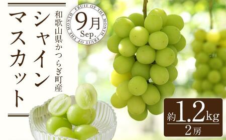 定期便全3回 【7月・8月・9月発送】 和歌山のフルーツをお届け(桃・たねなしピオーネ・シャインマスカット)【TM180】