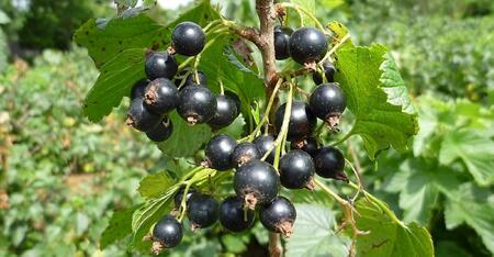 ［無添加、卵・乳不使用］あおもりカシスココナッツジェラート1L