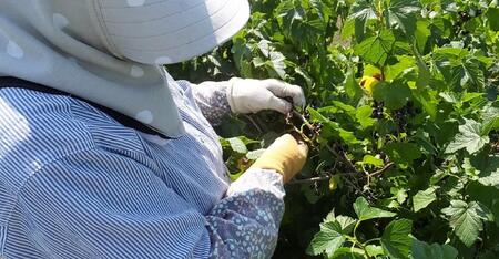 ［無添加、卵・乳不使用］あおもりカシスココナッツジェラート1L