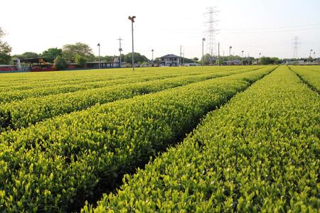 ［無添加、卵・乳不使用］猿島緑茶ココナッツジェラート1L