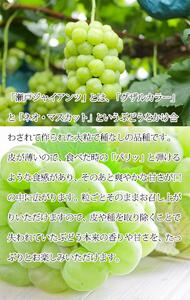 紀州かつらぎ山の瀬戸ジャイアンツ 約2kg［2026年8月下旬以降発送予定］［UT30］