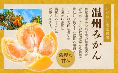 ［先行予約］［2026年11月初旬から11月末頃順次発送］ 和歌山県産温州みかん 約5kg（40個～60個）秀品 こだわり農家厳選！［KG31］