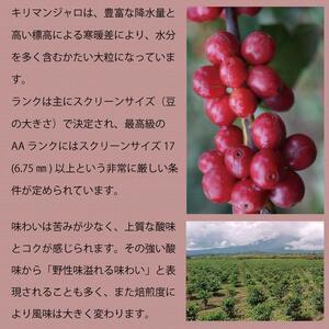 とびだす焙煎所 キリマンジャロ 200g 【粉】