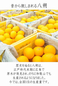 八朔（はっさく） 木成り完熟 和歌山県産 約6kg 訳あり八朔