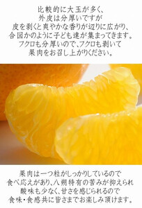 八朔（はっさく） 木成り完熟 和歌山県産 約6kg 訳あり八朔