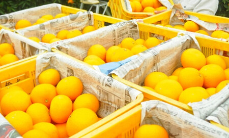 はっさく 木成り完熟 約6kg 大小混合サイズ 赤秀和歌山県産 まごころ産直みかん 【北海道・沖縄県・一部離島 配送不可】［Mg26］