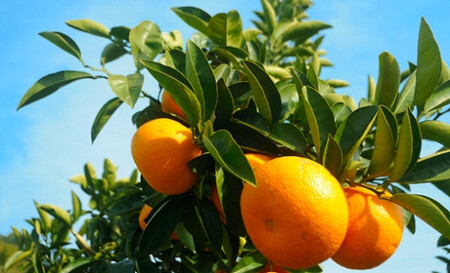 はっさく 木成り完熟 約6kg 大小混合サイズ 赤秀和歌山県産 まごころ産直みかん 【北海道・沖縄県・一部離島 配送不可】［Mg26］