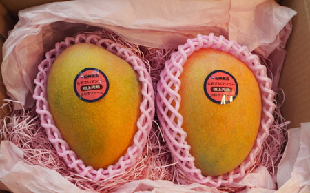 和歌山県産 樹上完熟しおさいマンゴー 2玉入り ★2026年8月初旬頃より順次発送　［TM218］