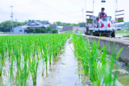和歌山県産きぬむすめ 5kg