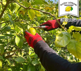 加太レモンの レモン果汁（ストレート）150ml×3本