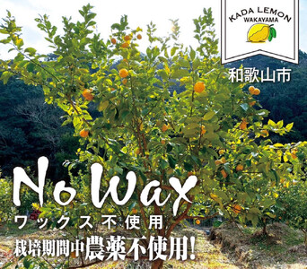 加太レモンの レモン果汁（ストレート）150ml×3本