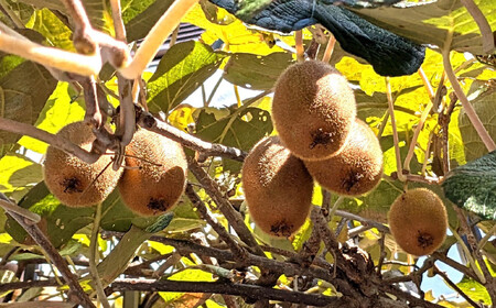 ［先行予約］ 和歌山県産キウイフルーツ約2kg サイズ混合 ★2026年11月下旬頃より順次発送 ［TM225］