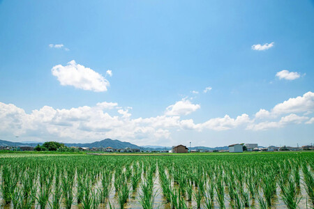 和歌山県産にじのきらめき10kg（5kg×2袋）