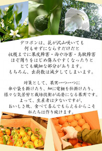 不知火約5kg 15～24玉入り 《ご家庭用》 訳あり 和歌山県産 農園直送 まごころ産直みかん【北海道・沖縄県・離島配送不可】みかん 柑橘 しらぬい デコポンと同じ品種  ［Mg54］