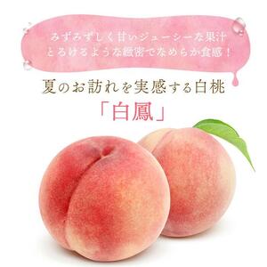 和歌山県産 白鳳 桃 5～8玉入り 秀品 先行予約［2026年6月下旬以降発送］［MG6］