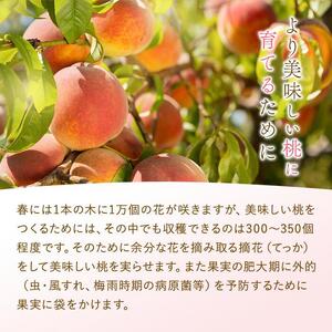 和歌山県産 白鳳 桃 5～8玉入り 秀品 先行予約［2026年6月下旬以降発送］［MG6］