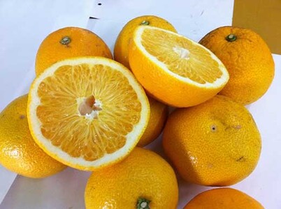 和歌山産 八朔 秀品 5kg【ヤマタ大谷商店】