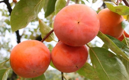 ≪柿の名産地≫九度山の富有柿約7.5kgサイズおまかせ★2026年11月上旬頃より順次発送［TM2］