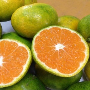 和歌山産 【極早生】みかん 秀品 3kg【ヤマタ大谷商店】