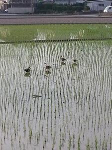 和歌山県のお米食べ比べセット合計１５キロ | 和歌山県和歌山市