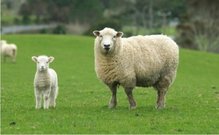 洗えるウールファー贅沢ふわふわ敷毛布 セミダブル(120×205cm)WH-240