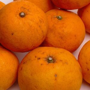 ［先行予約］家庭用 甘夏柑5kg+250g（傷み補償分）［初夏のみかん・旬の果物］［有田産］［光センサー食べ頃出荷］［わけあり・訳あり］［IKE75］