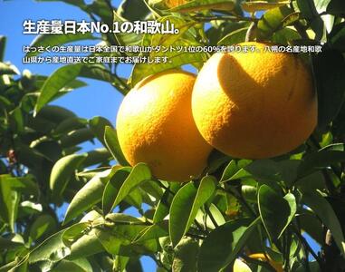 訳あり八朔 約 8kg（箱込み） 和歌山県産