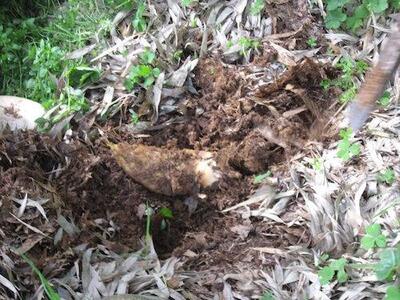 たけのこ 和歌山県産 朝堀り筍 約4kg ぬか付き