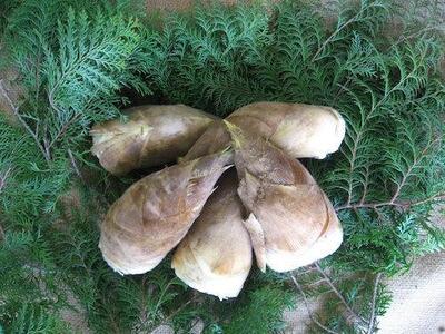 たけのこ 和歌山県産 朝堀り筍 約4kg ぬか付き