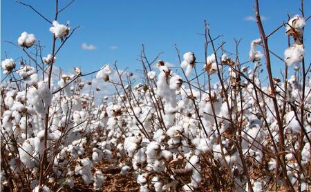 【クィーンサイズ】手摘みシャンカールコットンのやわらか綿毛布 200×200cm SHAN-Q
