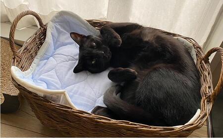 【L 90×50cm】2枚組コットン100%ペット用マット PET-9050-2P