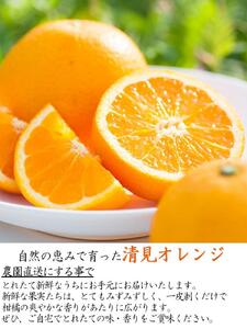 訳あり 清見オレンジ 混合 5kg ｜清見オレンジ