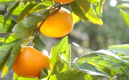 早生みかん 海南市 9kg 2L3Lサイズ 和歌山県海南市下津町産