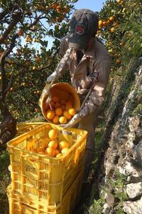 早生みかん 海南市 9kg 2L3Lサイズ 和歌山県海南市下津町産