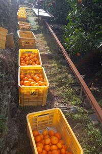 早生みかん 海南市 9kg 2L3Lサイズ 和歌山県海南市下津町産