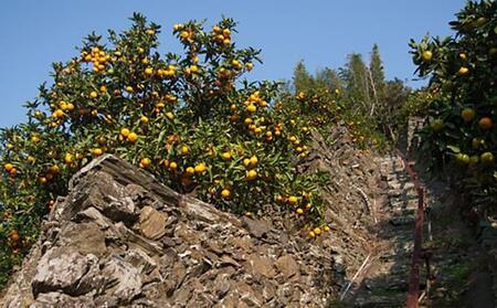 早生みかん 海南市 9kg 2L3Lサイズ 和歌山県海南市下津町産