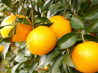 春峰 約5kg L・2L・3Lサイズおまかせ 《赤秀》 和歌山県産 農園直送 まごころ産直みかん 【北海道・沖縄県・一部離島 配送不可】 しゅんぽう 清見 水晶文旦 春 果物 柑橘【Mg5】