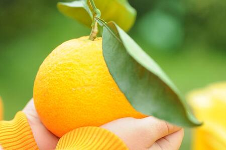 【2026年発送】和歌山の清見オレンジ 約10kg（赤秀）清見オレンジ